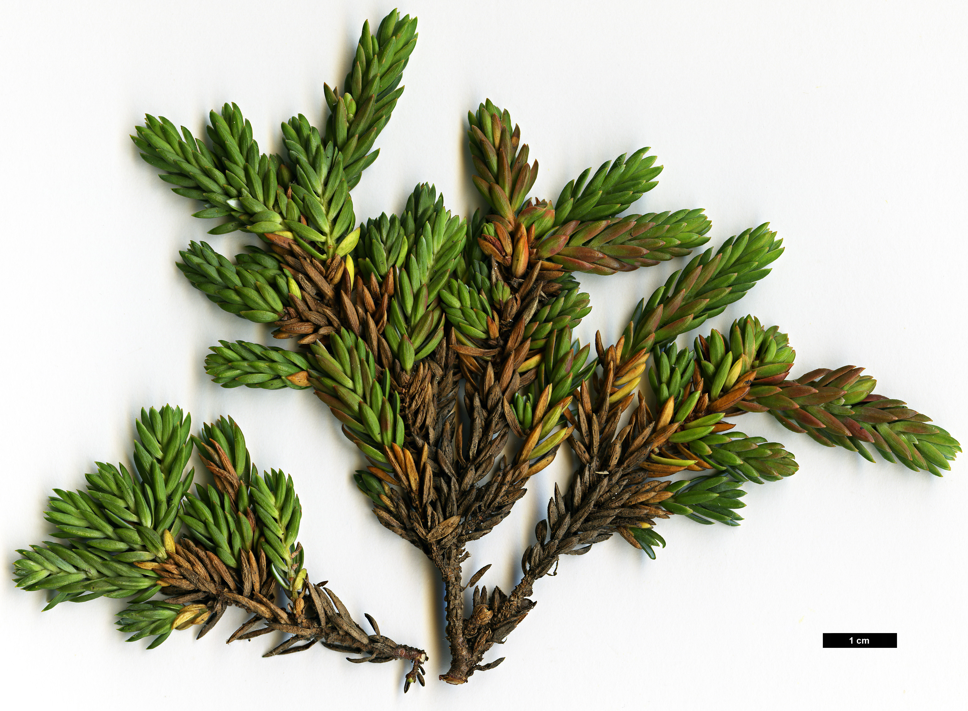 High resolution image: Family: Cupressaceae - Genus: Juniperus - Taxon: taxifolia - SpeciesSub: var. lutchuensis